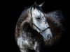 jumper Vinnies Ransom (Thoroughbred, 2016)
