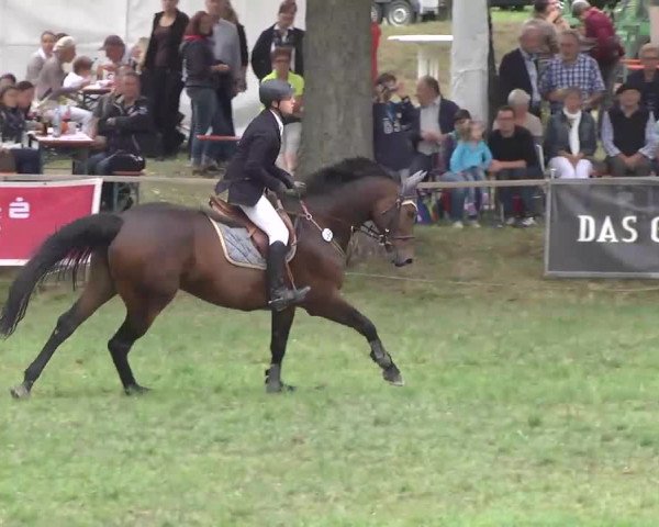 Radolfzell 2013 - Reit- und Springturnier des RC Bodenseereiter
