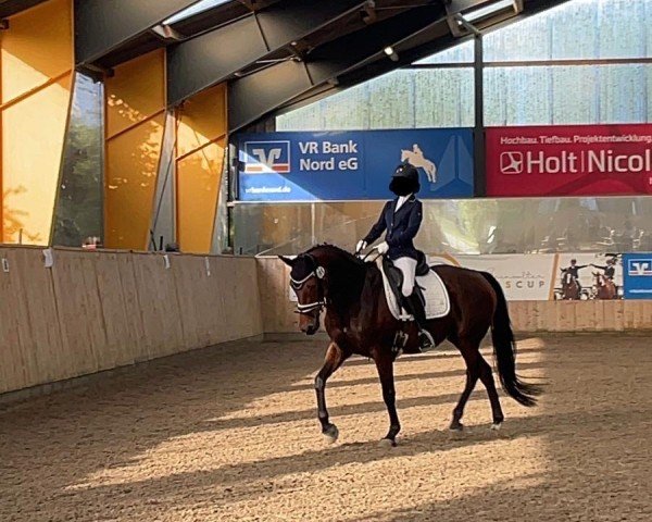 dressage horse Stine (Danish Warmblood, 2008, from Sting)