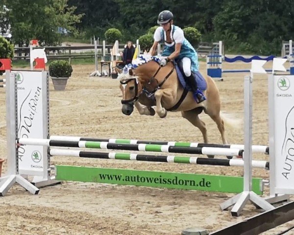 Springpferd Sirion 12 (Haflinger, 2004, von Nadan (25% ox))