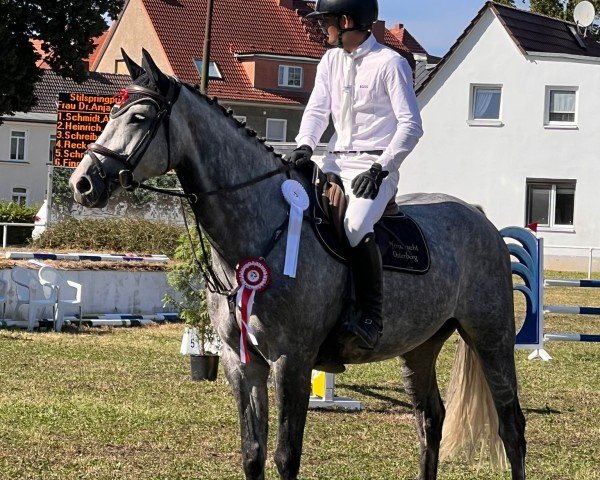 jumper Laura's Last - O (German Sport Horse, 2017, from Cristallo I)