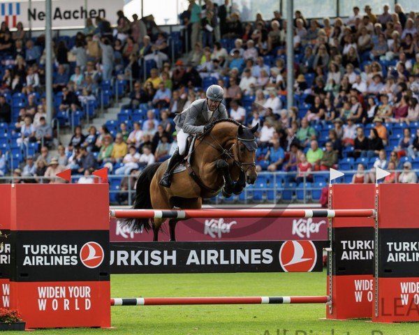 Springpferd Kate Slottie (KWPN (Niederländisches Warmblut), 2015, von Etoulon VDL)