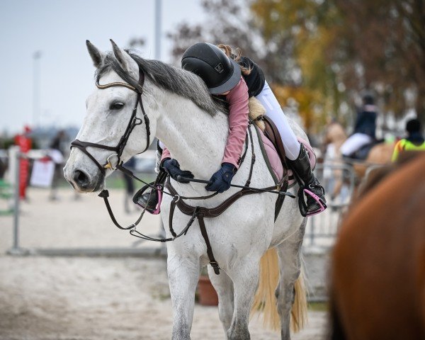 broodmare Honey Pie 13 (Holsteiner, 2015, from Corrado I)