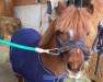 dressage horse Cindy Love (Shetland Pony, 1996)