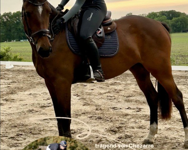 jumper Bahira‘s Fairytale (Holsteiner, 2021, from Constanzehof's Barcley)