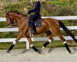 dressage horse Sir Siegfried 25 (Westphalian, 2020, from Sir Heinrich OLD)