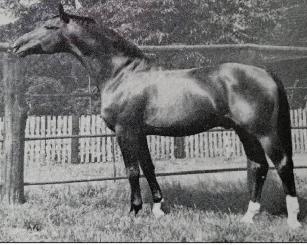 stallion Futurist I (Hanoverian, 1933, from Flak)