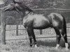 stallion Futurist I (Hanoverian, 1933, from Flak)