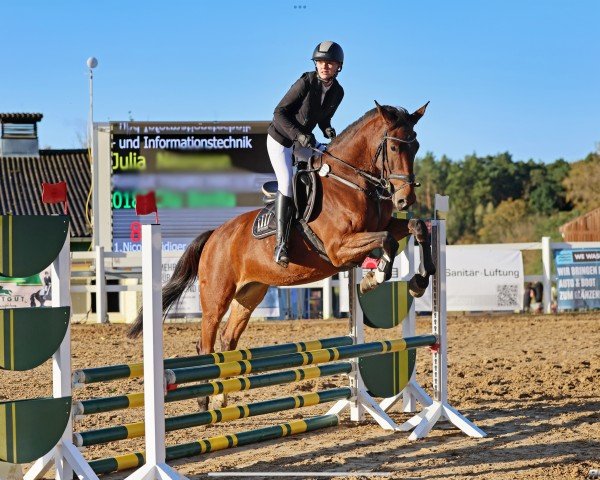 Springpferd Cita Bonita (Deutsches Reitpferd, 2017, von Cullinan du Borget B)