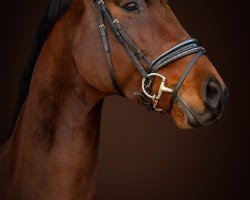 dressage horse Don Bariton Ts (Oldenburg, 2017, from Don Nobless)