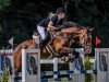 dressage horse Maestro des Baumes (Swiss Warmblood, 2005, from Wandango)