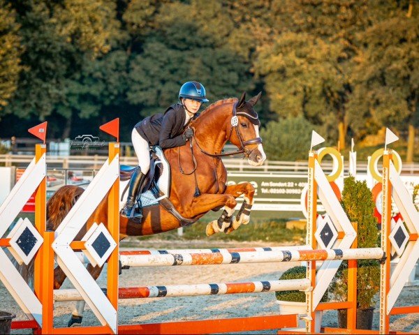 Springpferd Doodljump (Deutsches Reitpony, 2013, von Dreidimensional AT NRW)