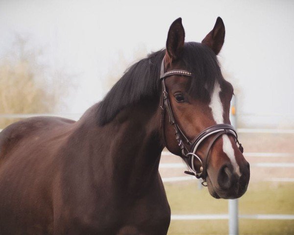 Springpferd Carracall (Deutsches Sportpferd, 2021, von Cloud number nine)