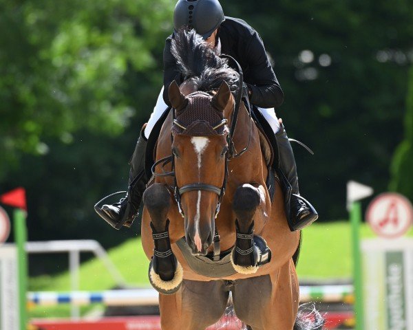 Springpferd Air Breaker vd Leuba (Holsteiner, 2017, von Action-Breaker)