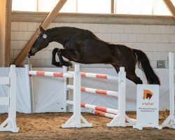 Dressurpferd Calina LA (Deutsches Sportpferd, 2021, von Cadeau Noir)