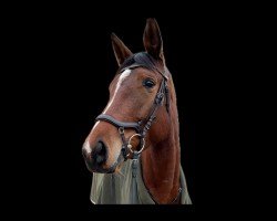 dressage horse Adelheid Tedesca Motion (Trakehner, 2019, from High Motion 2)