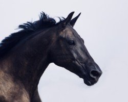 dressage horse Marcelli (Oldenburg, 2019, from DSP Marc Cain)