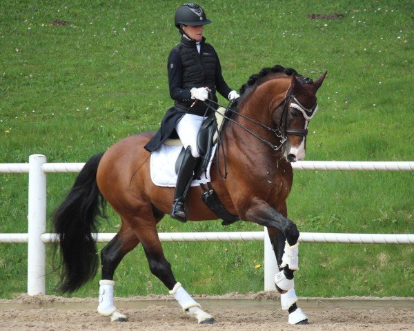 stallion Sibelius 1315 (Swedish Warmblood, 2007, from Rosevelt)