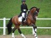 stallion Sibelius 1315 (Swedish Warmblood, 2007, from Rosevelt)