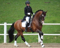 stallion Sibelius 1315 (Swedish Warmblood, 2007, from Rosevelt)