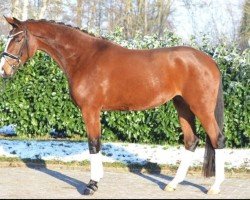 dressage horse Be my Ballerina 2 (Hanoverian, 2020)