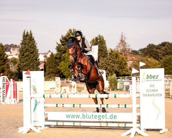 jumper Lord Stakko (Hanoverian, 2017, from Lord Pezi Junior)