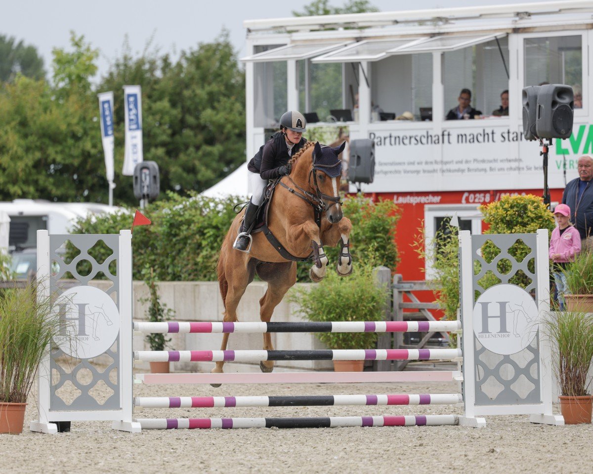 Springpferd Run and jump 7 (Holsteiner, 2020, von Jaloubet K VDL)
