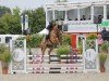 Springpferd Run and jump 7 (Holsteiner, 2020, von Jaloubet K VDL)