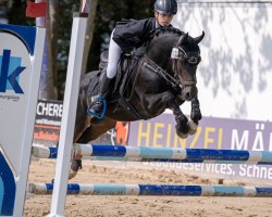 jumper Balou rocks (Welsh-Pony (Section B), 2014, from Best August)