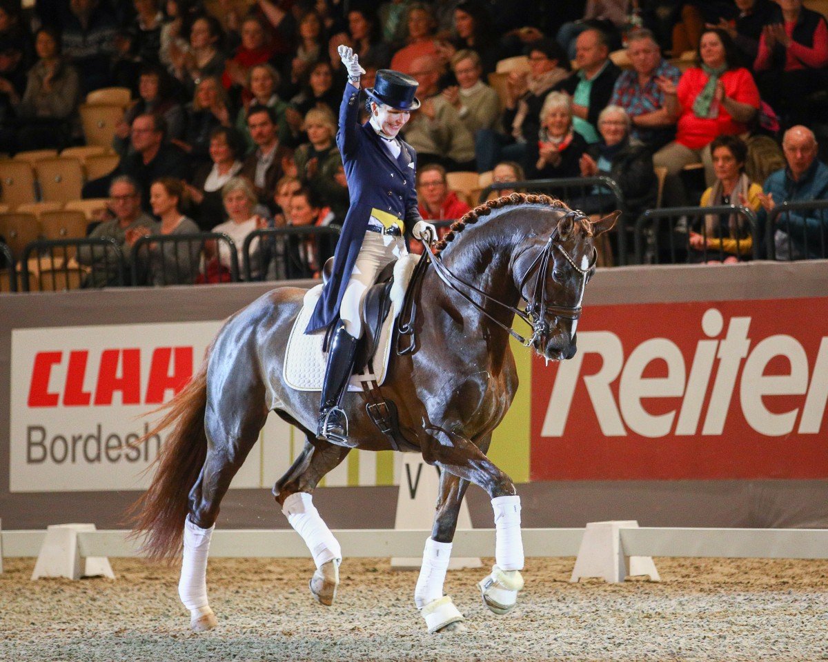 stallion Bluefields Floreno (Württemberger, 2005, from Florencio I)