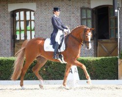 dressage horse La Lopez 2 (Rhinelander, 2006, from Lord Loxley I)