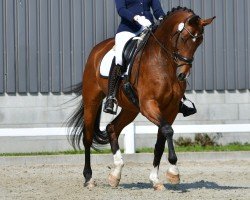 dressage horse Beniciano 3 (Hanoverian, 2013, from Callaho's Benicio)