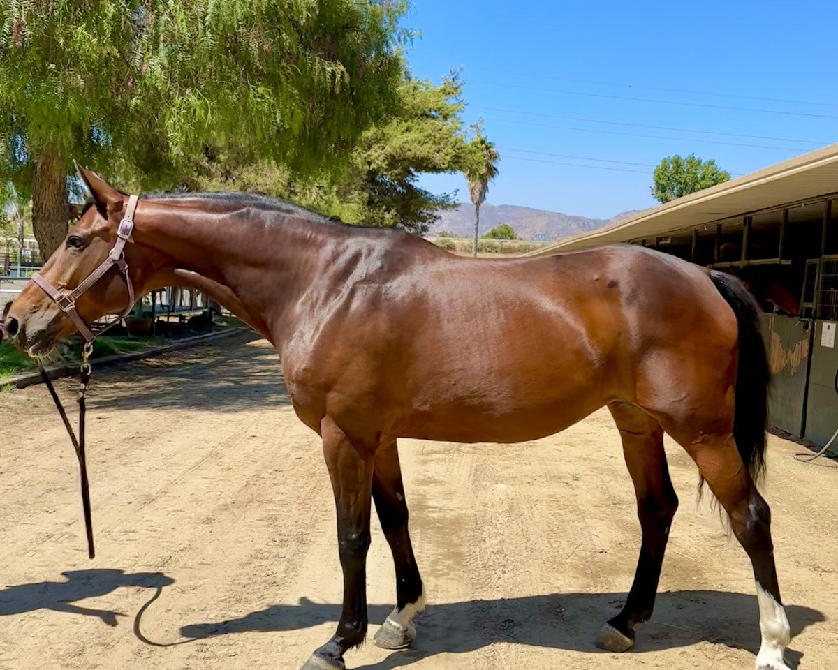 jumper Action Diagonal (anglo european sporthorse, 2010, from Action-Pezi)