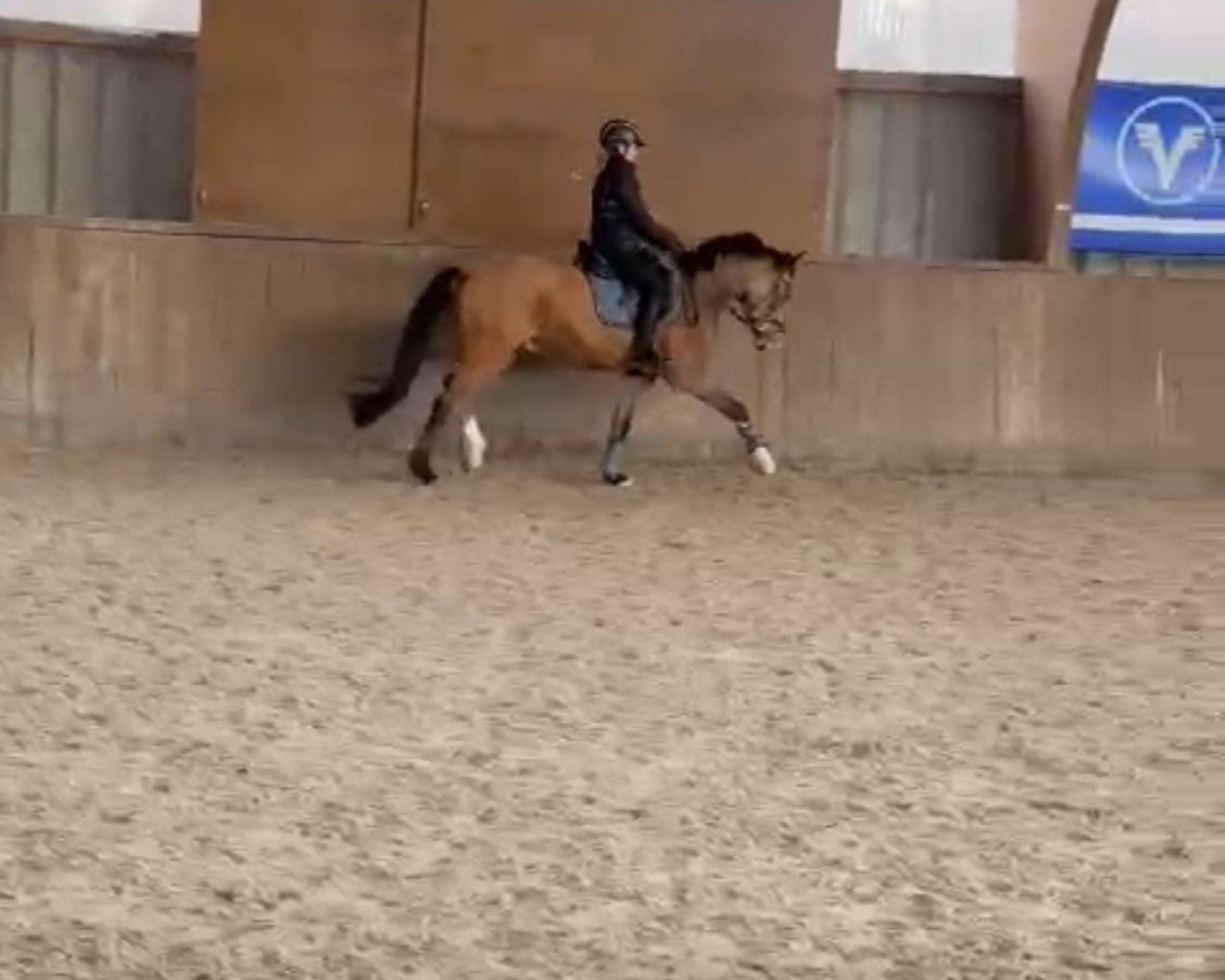 Dressurpferd Take me to the Top (Deutsches Reitpony, 2020, von Top Champion)