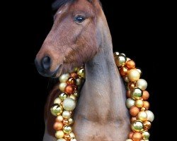 dressage horse Charly 1281 (Welsh-Pony (Section B), 2006)