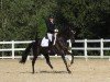 dressage horse Open Haeven (German Sport Horse, 2020, from Vivino)