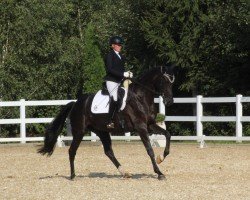 dressage horse Open Haeven (German Sport Horse, 2020, from Vivino)