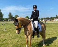 dressage horse Deluxe K (German Riding Pony, 2018, from Derano B)