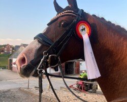 dressage horse Ovita (German Sport Horse, 2016, from Danciano)