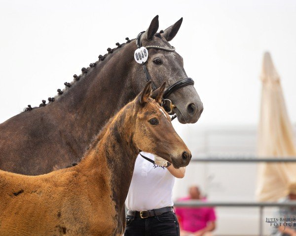 Springpferd Prinz Ferdinand FE (Trakehner, 2023, von Lilienthal)