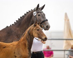 jumper Prinz Ferdinand FE (Trakehner, 2023, from Lilienthal)