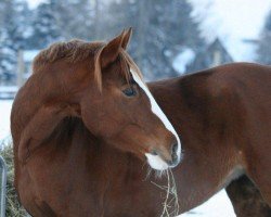 dressage horse Capricia S (German Sport Horse, 2003, from Charming 8)