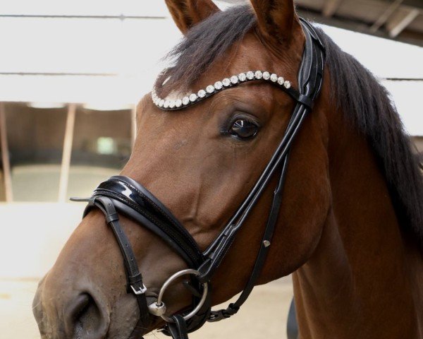 dressage horse Fabulous Hailey (Hanoverian, 2021, from Fusionist)