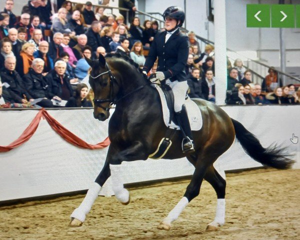 stallion Federspiel (Oldenburg, 2017, from Foundation 2)