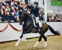 stallion Federspiel (Oldenburg, 2017, from Foundation 2)