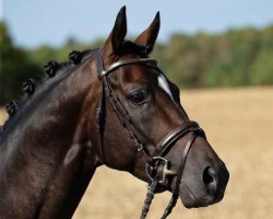 stallion Dukatus 4 (Trakehner, 2013, from Iskander)