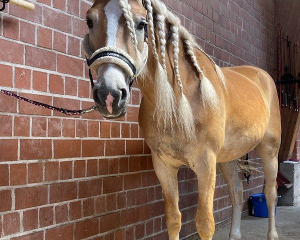 horse Stenzenberg (Haflinger, 2021, from Sternzauber)