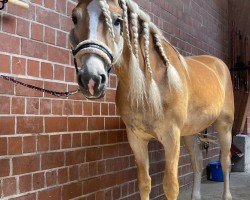 Pferd Stenzenberg (Haflinger, 2021, von Sternzauber)