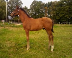 dressage horse Finnegan (Westphalian, 2020, from For Gold OLD)