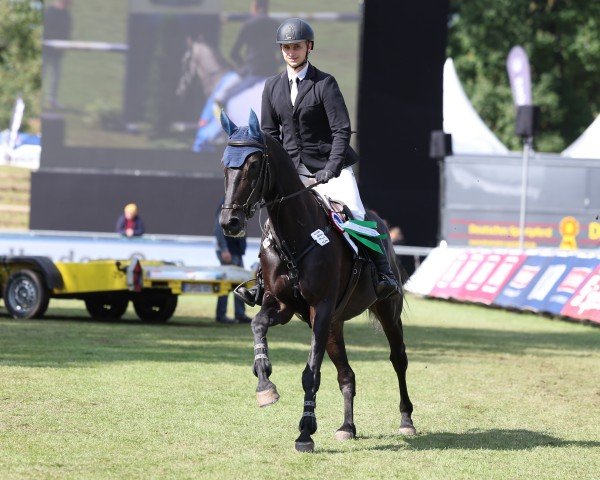 broodmare Chamira F (Württemberger, 2009, from Chamiro)